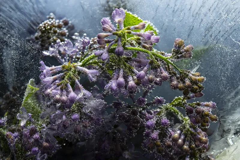 Fragrant