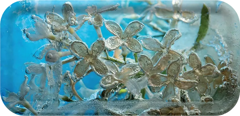 Encapsulated