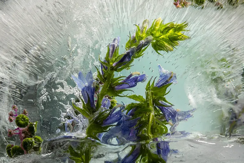 Lobelia Love Venice