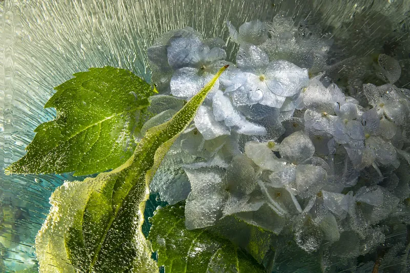 Hydrangea Venice