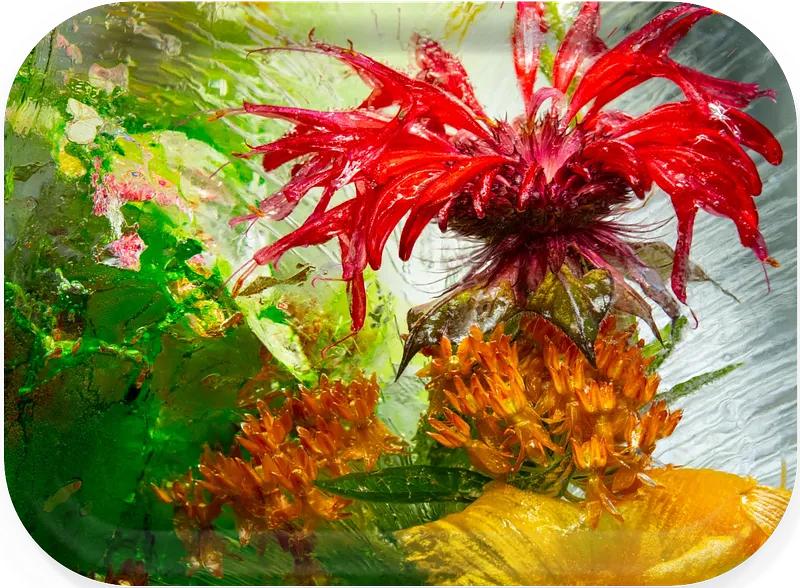 Bee Balm Leader Venice