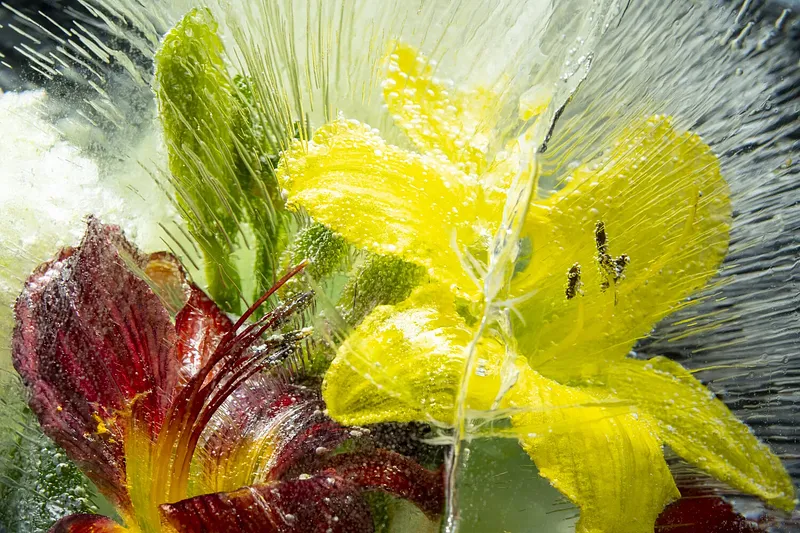 Day Lily Love