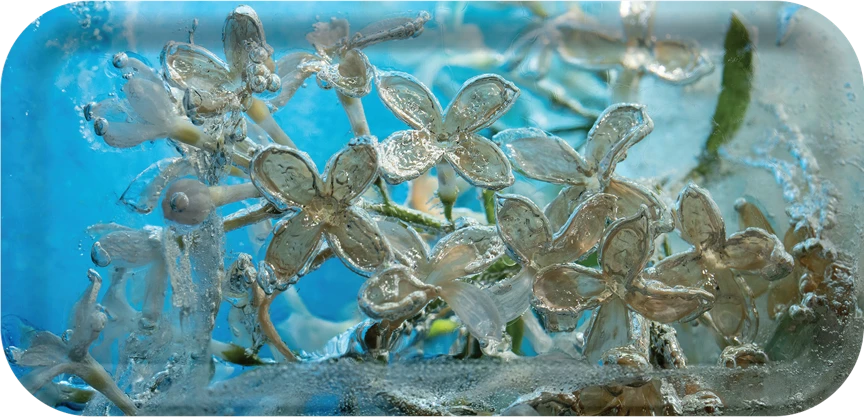 Encapsulated