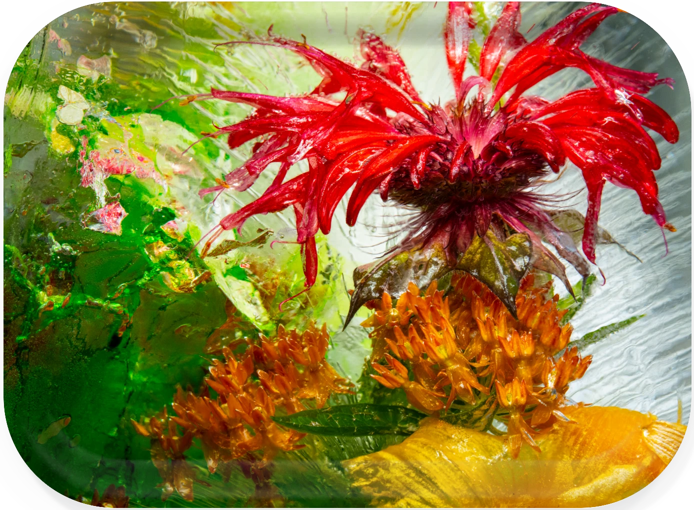 Bee Balm Leader Venice