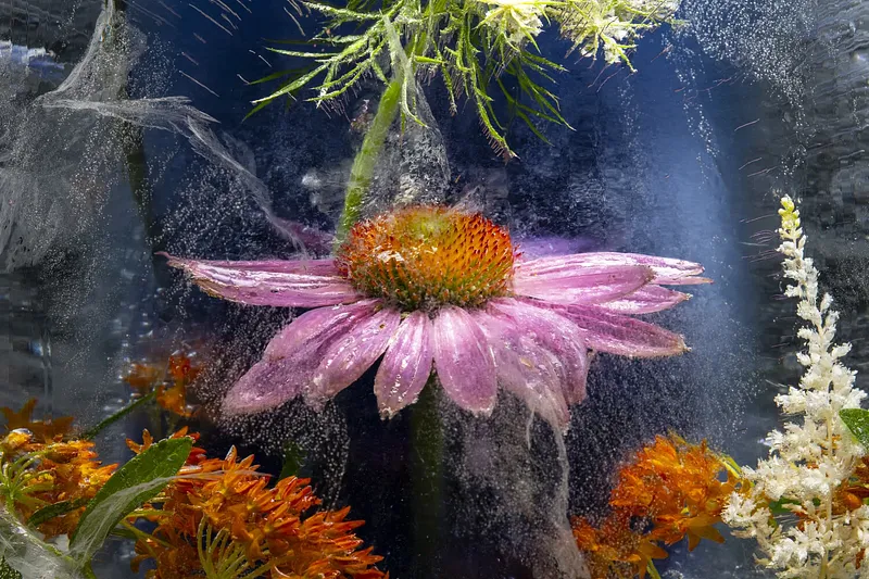 Echinacea Landing