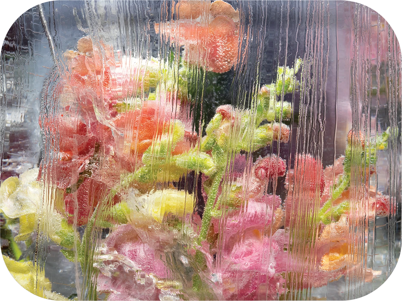 Veiled Snapdragons