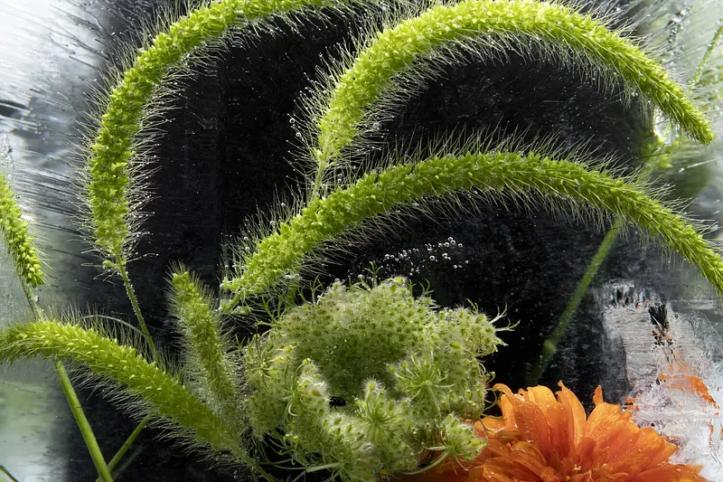 Foxtails