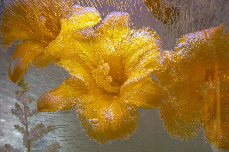 Day Lily Friends Venice