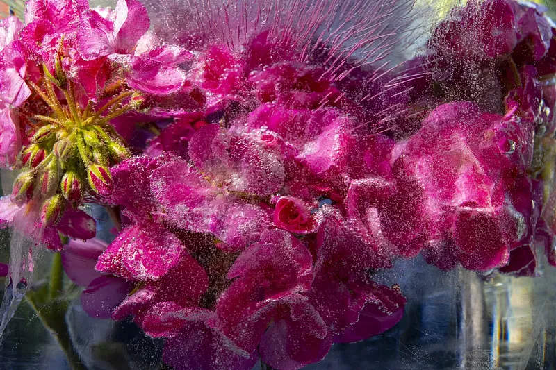 Geranium Venice