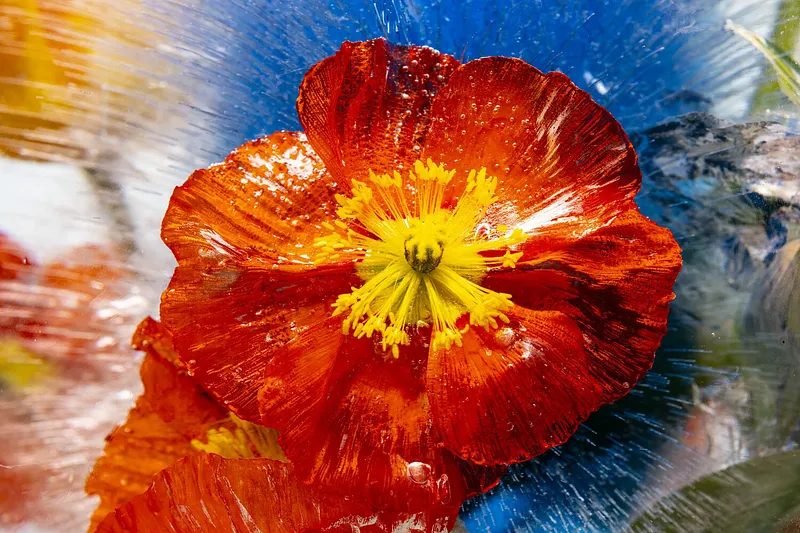 Center Poppy in Venice