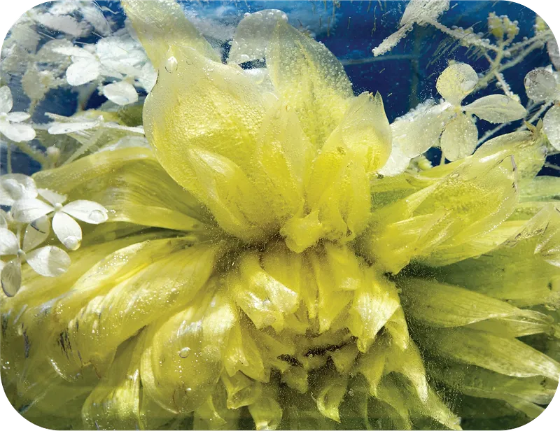 Dahlia Hydrangea Delight