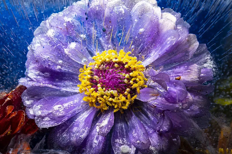 Zinnia Venice