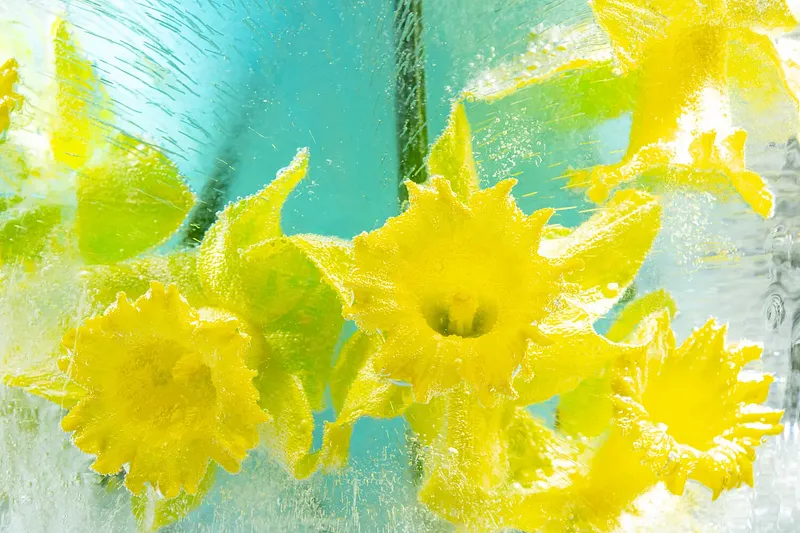 Daffodil Choir