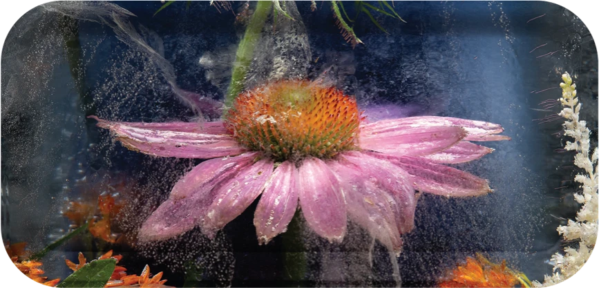 Echinacea Landing
