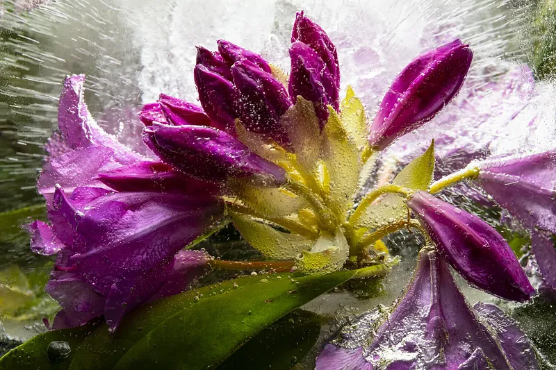Rhododendron Special in Venice