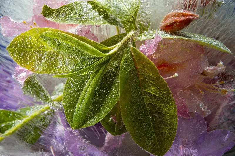 Azalea Venice