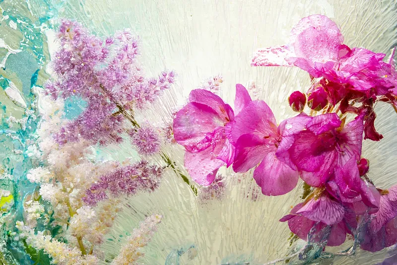 Geranium and Astilbi in Venice