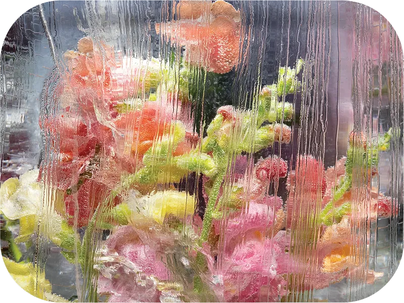 Veiled Snapdragons