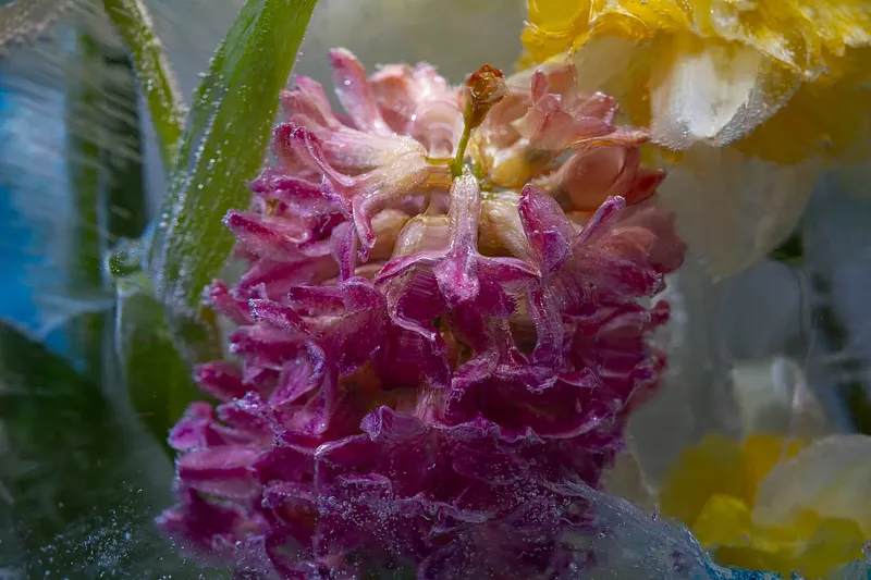 Hyacinth in Venice