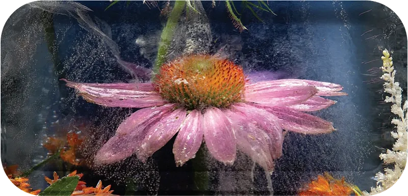 Echinacea Landing