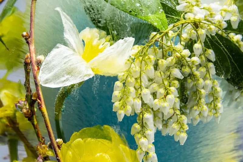 Andromeda and Spring Venice