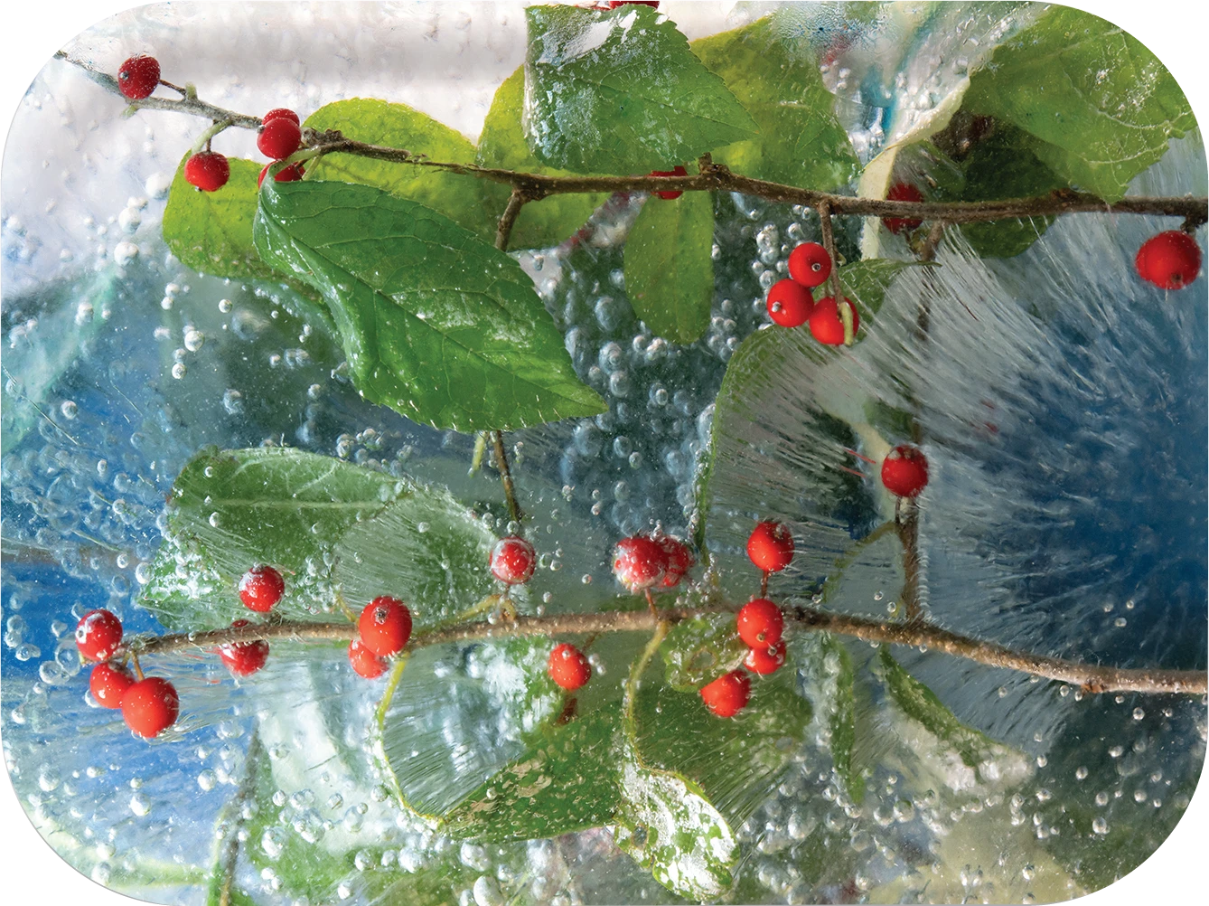 Berry Happy