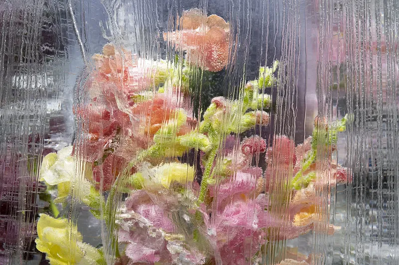 Veiled Snapdragons