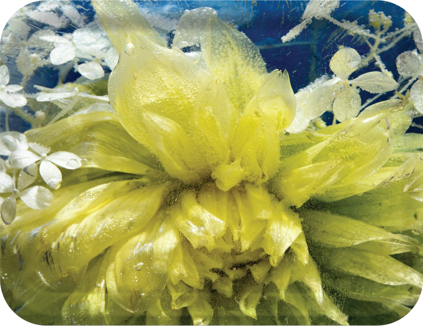 Dahlia Hydrangea Delight