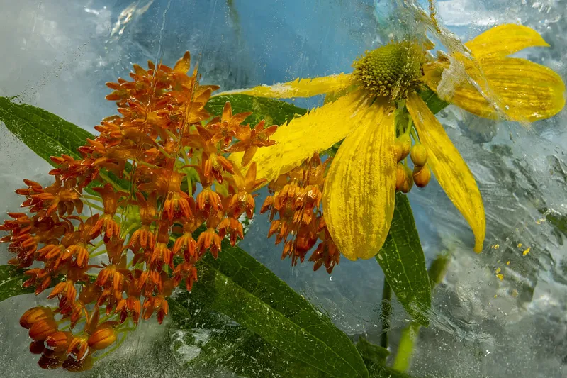 Pollinators Place