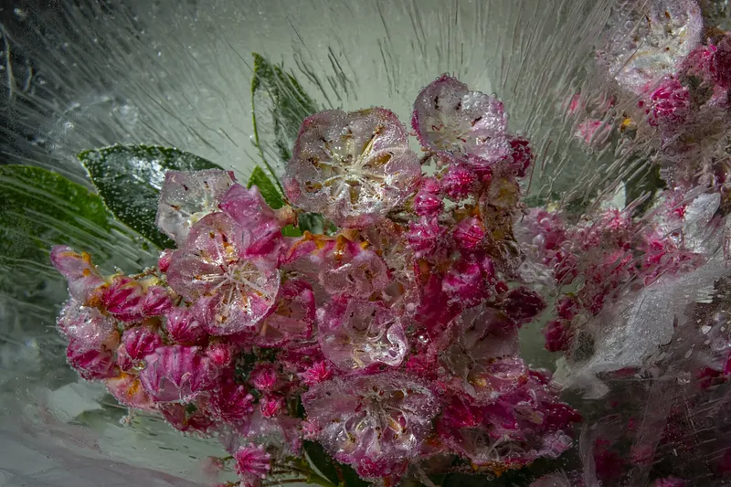 Kalmia Latifolia Venice