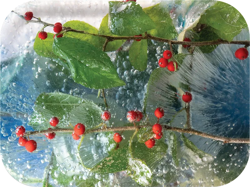Berry Happy