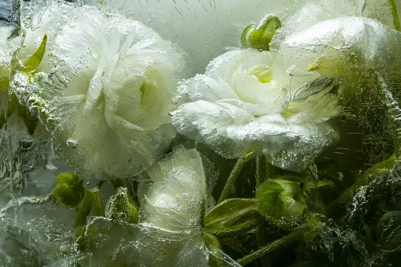 White Ranunculus Venice