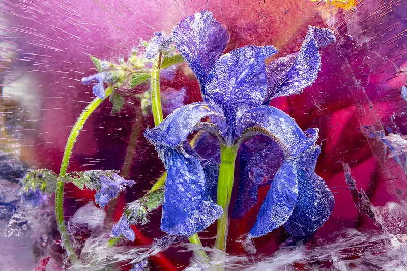 Iris Center Stage