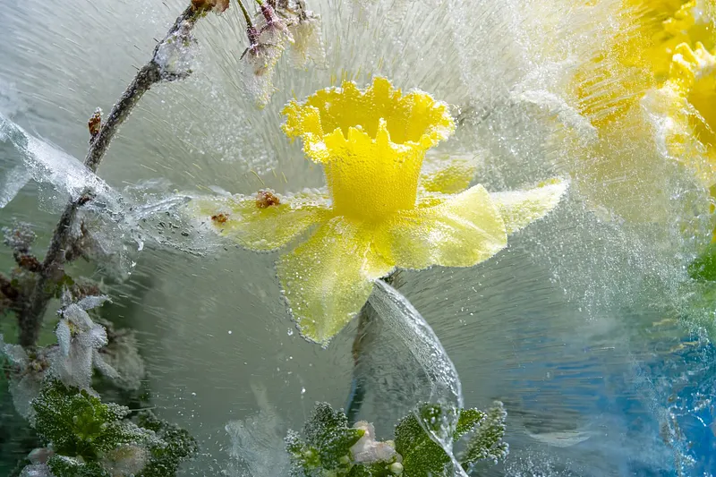Daffodil in Venice